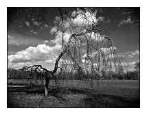 bent tree, Ostpark, Frankfurt