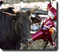 drooling cow