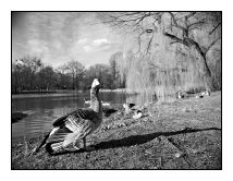 ducks, Ostpark, Frankfurt