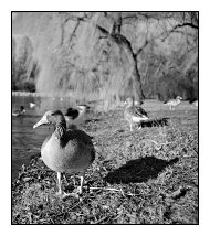 ducks, Ostpark, Frankfurt