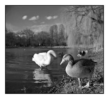 ducks, Ostpark, Frankfurt