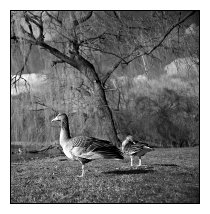 ducks, Ostpark, Frankfurt