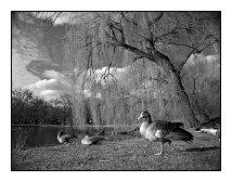 ducks, Ostpark, Frankfurt