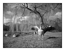 exhibitionist duck, Ostpark, Frankfurt