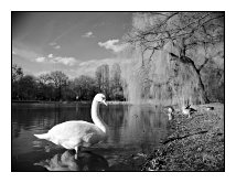 swan, Ostpark, Frankfurt