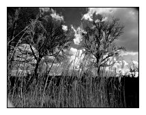 trees and grass, Ostpark, Frankfurt