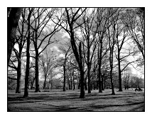 trees, Ostpark, Frankfurt