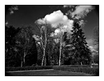 white trees, Ostpark, Frankfurt